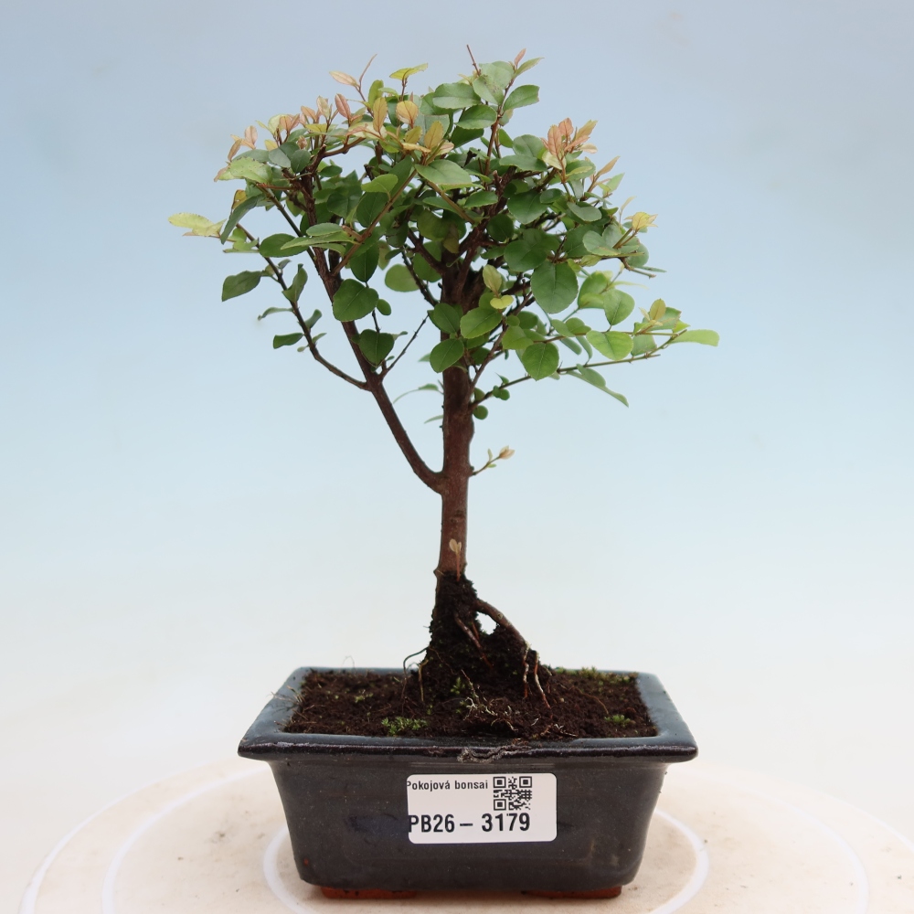 Zimmer Bonsai - Sageretia thea - Sageretia thea