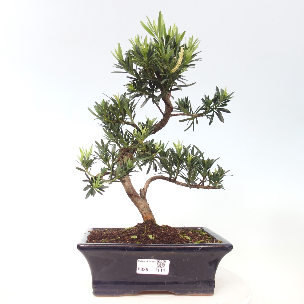 Zimmerbonsai - Podocarpus - Stein-Eibe