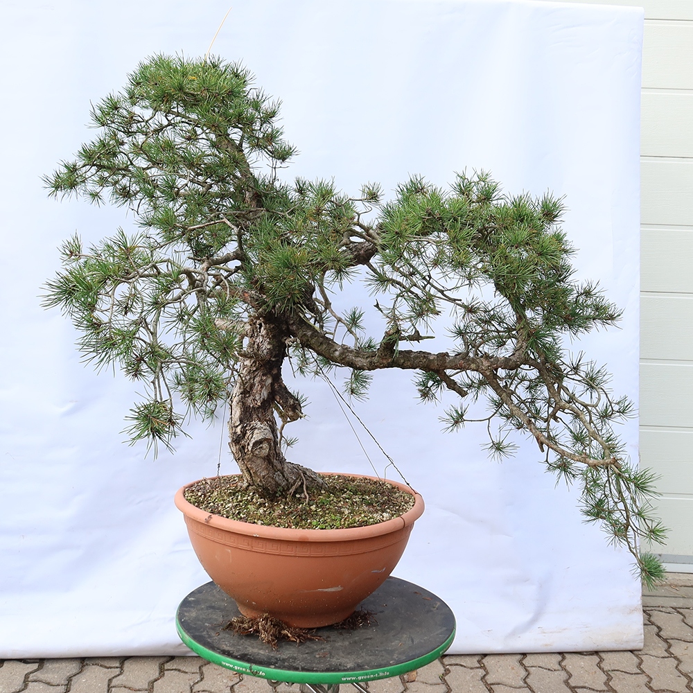 Pinus sylvestris Spanien – Waldkiefer