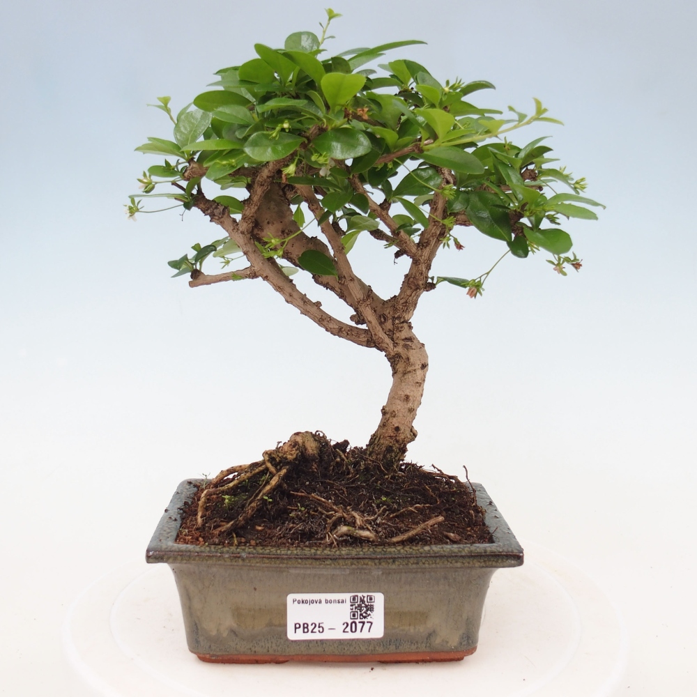 Zimmerbonsai - Carmona Macrophylla - Fuki-Tee