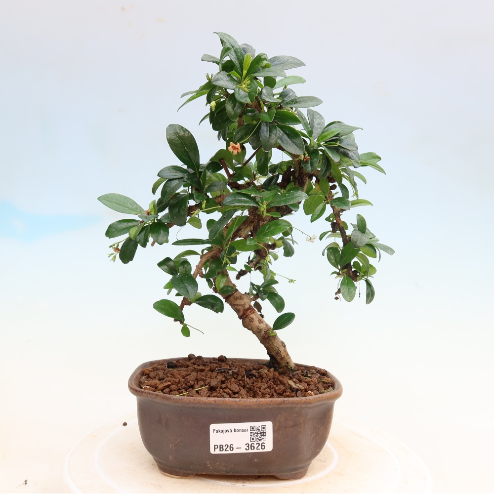 Zimmer-Bonsai - Carmona macrophylla - Tee-Fuki