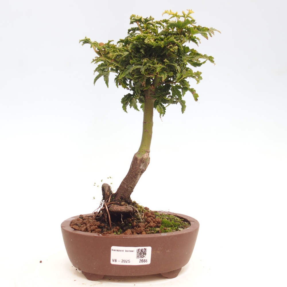 Bonsai im Freien - Acer palmatum Shishigashira-Ahorn