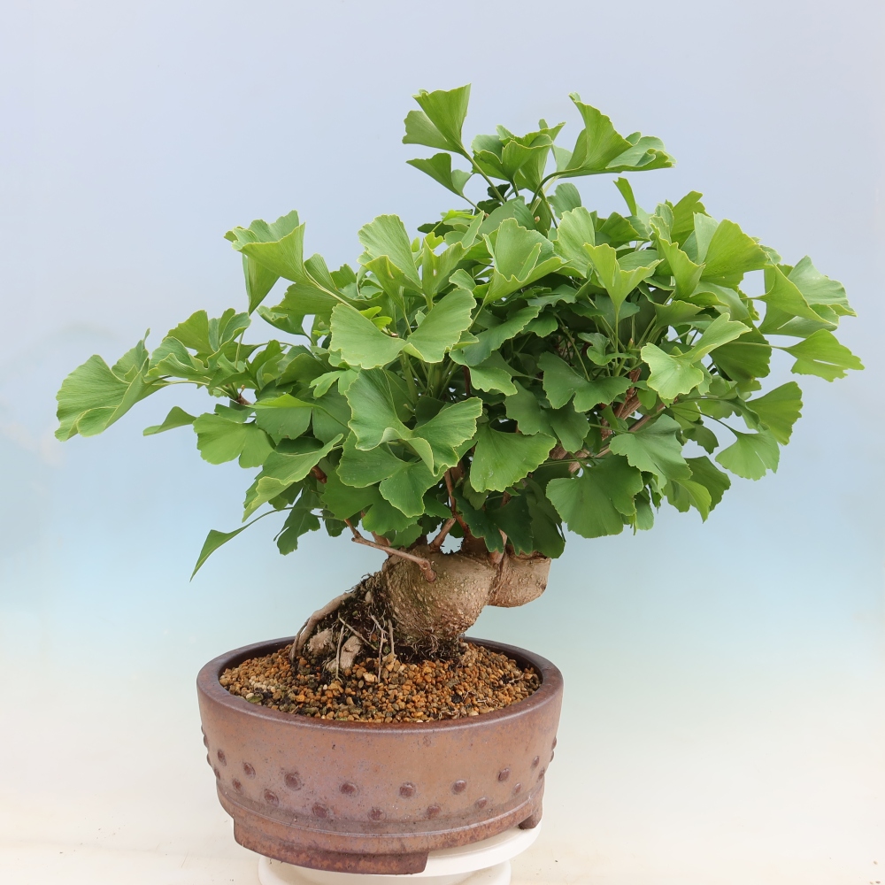 Bonsai für draußen - Ginkgo biloba - Ginkgo biloba