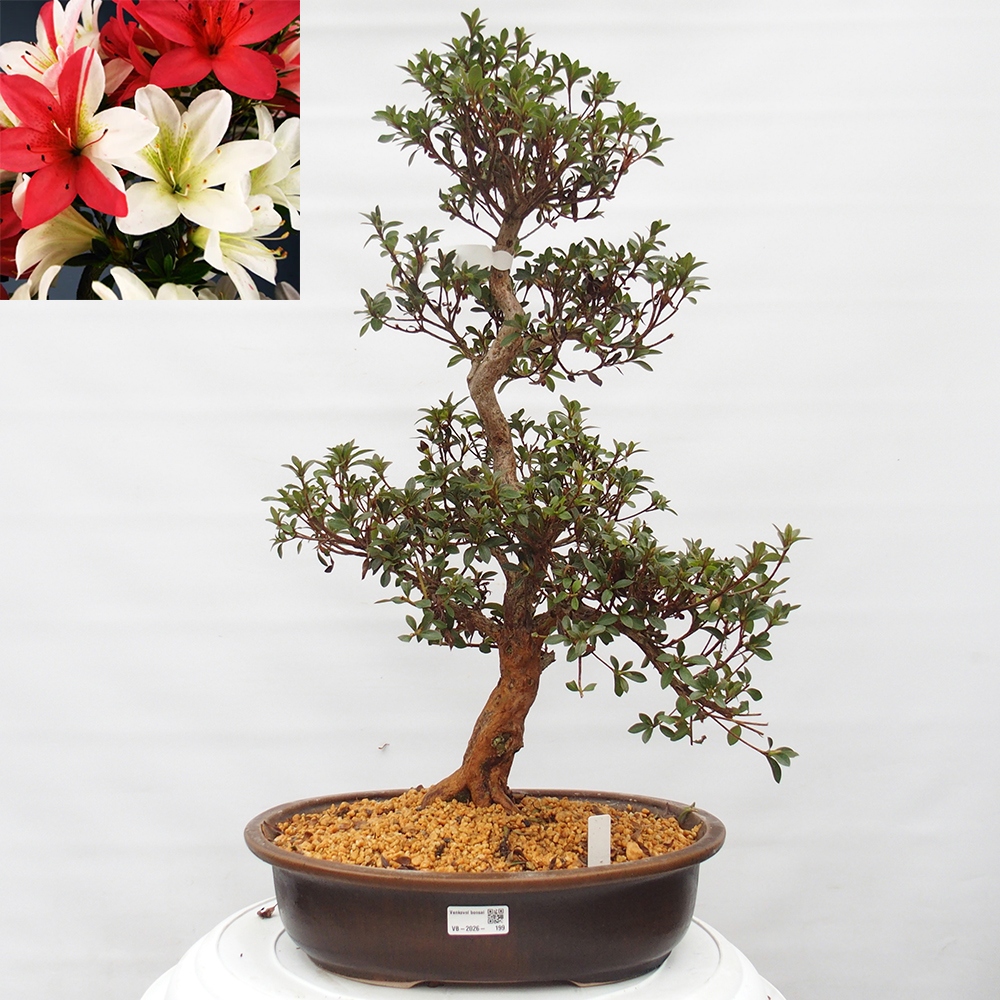 Bonsai für draußen - Japanische Azalee - Azalee Hanatsuzuri