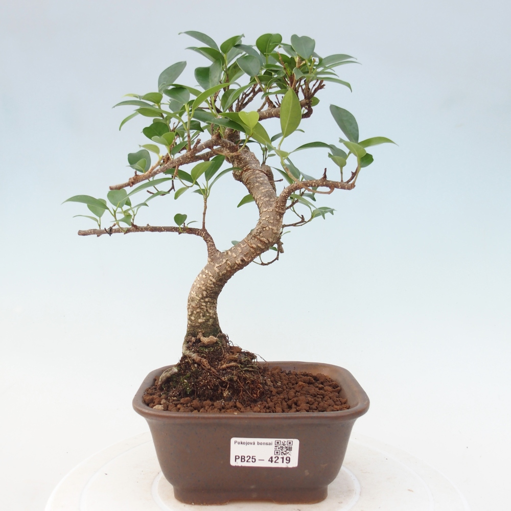Zimmerbonsai - Ficus retusa - Kleinblättriger Ficus