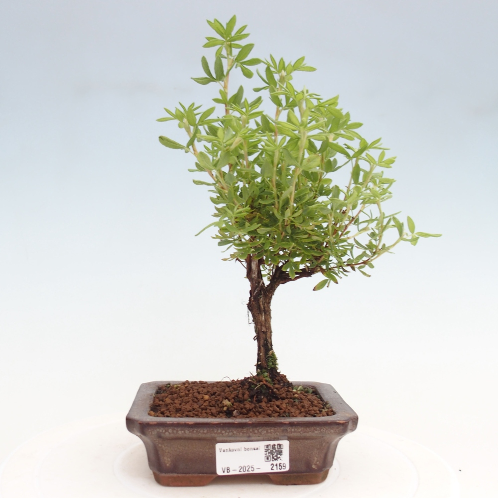 Outdoor-Bonsai-Fingerkraut - Potentila fruticosa gelber Vogel
