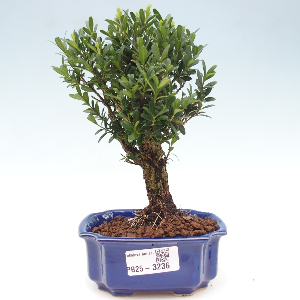 Zimmer Bonsai - Buxus harlandii - Kork Buchsbaum