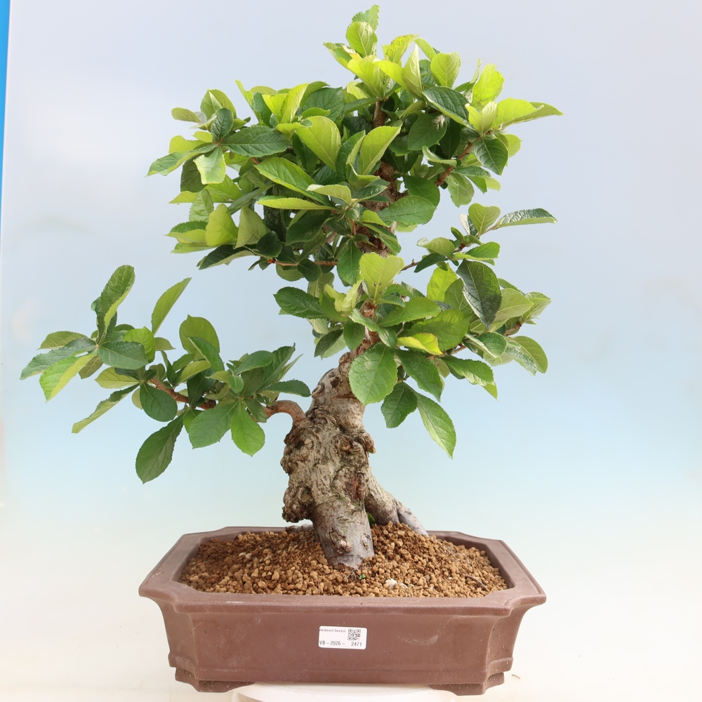 Bonsai für draußen - Photinia villosa