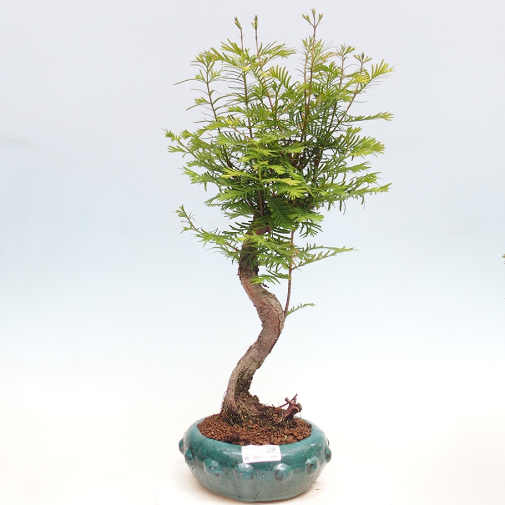 Bonsai im Freien - Metasequoia glyptostroboides - Chinesischer Metasequoia