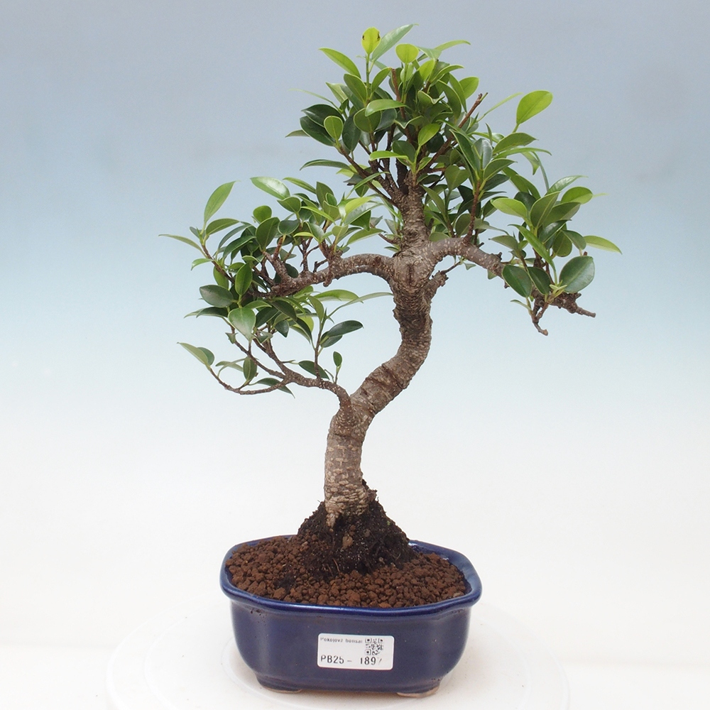 Indoor-Bonsai - Ficus retusa - kleiner Ficus