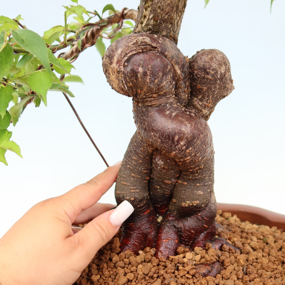 Bonsai für den Außenbereich – Japanischer Aprikosenbaum – Prunus Mume