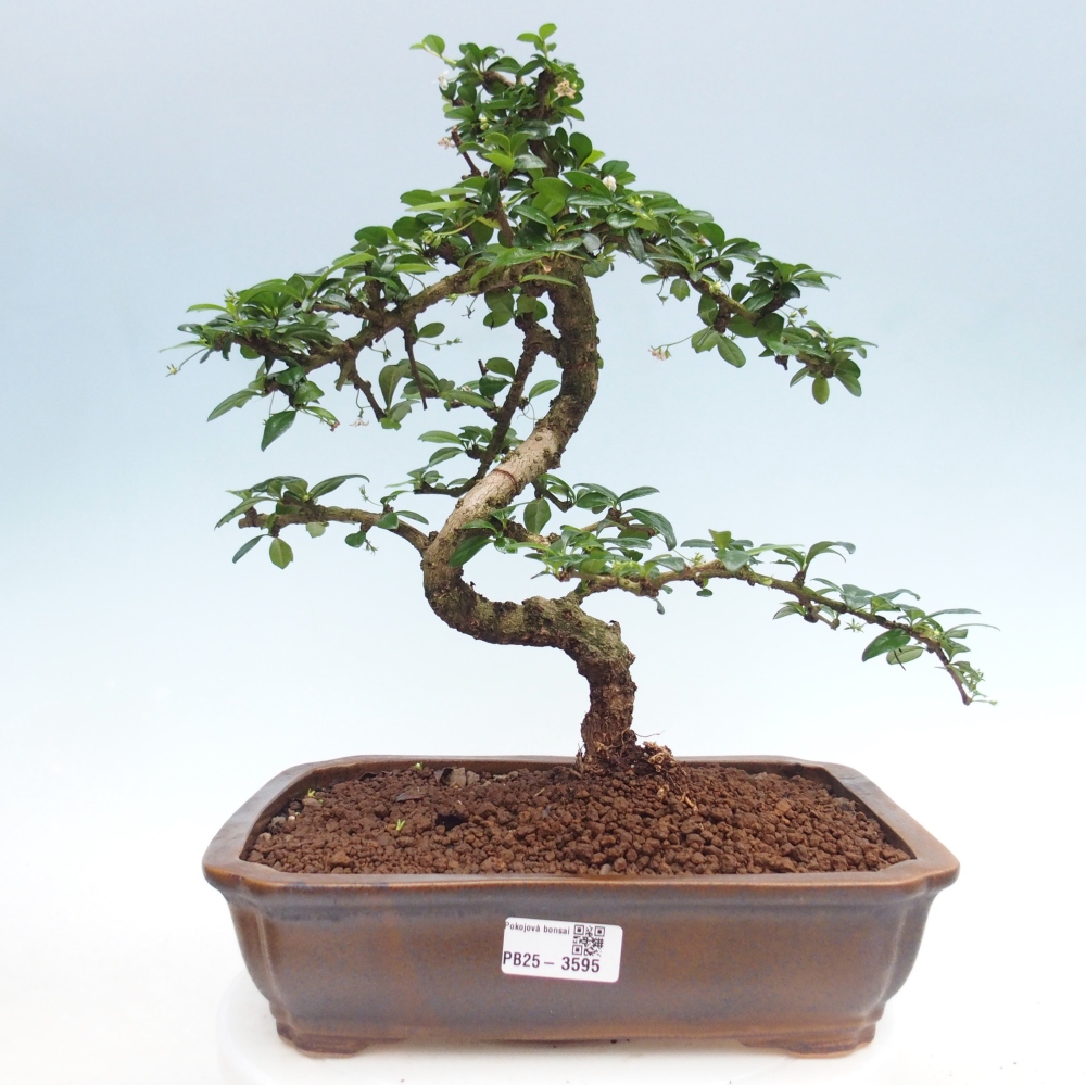 Zimmer-Bonsai - Carmona macrophylla - Tee-Fuki