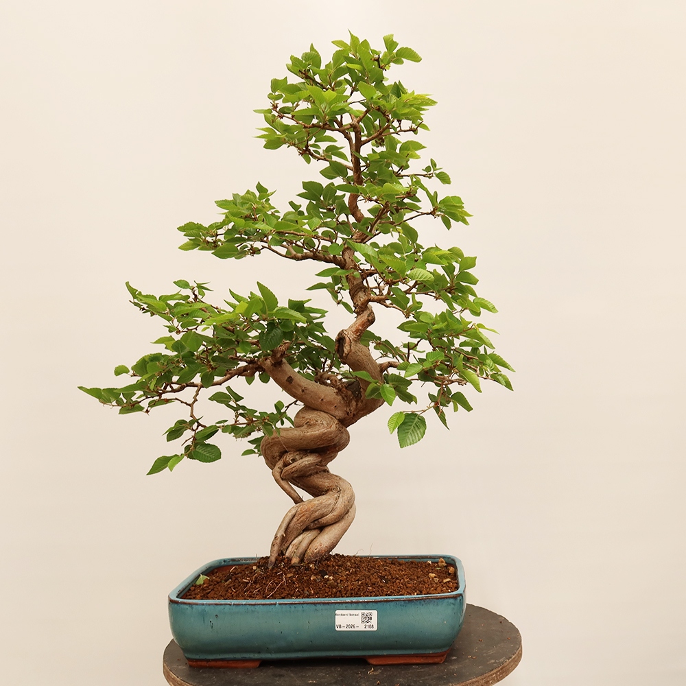 Bonsai im Freien - Carpinus Coreana - Koreanische Hainbuche
