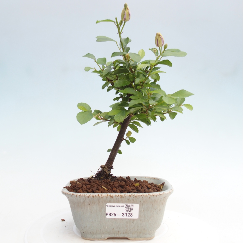 Zimmerbonsai - Grewia occidentalis - Lavendelstern