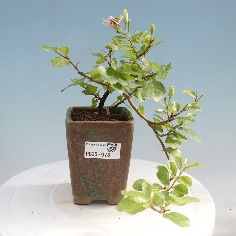 Zimmerbonsai - Grewia occidentalis - Lavendelstern