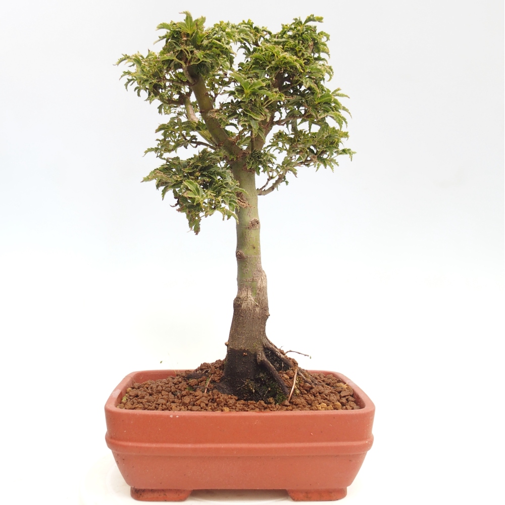 Bonsai im Freien - Acer palmatum Shishigashira-Ahorn