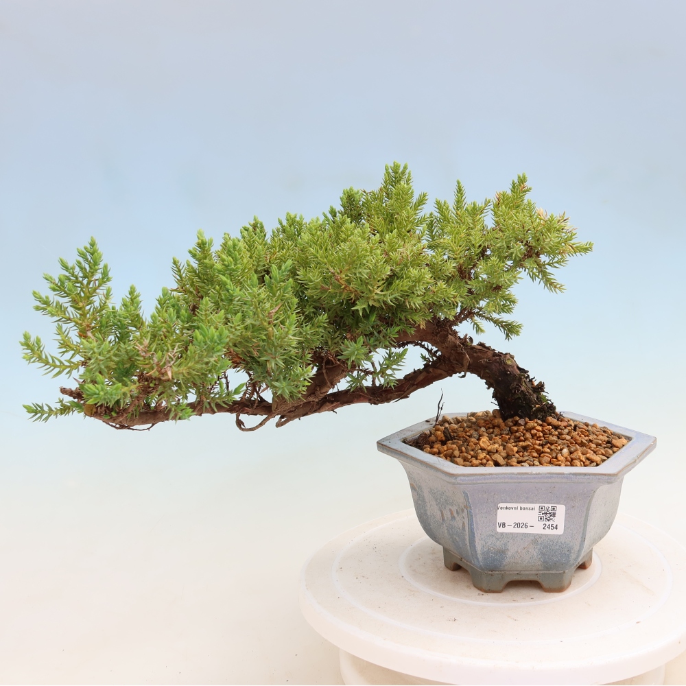 Bonsai für draußen - Juniperus procumbens - Juniperus procumbens