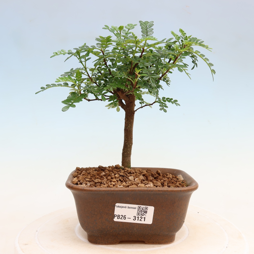 Zimmer Bonsai - Zantoxylum piperitum - Pfefferbaum