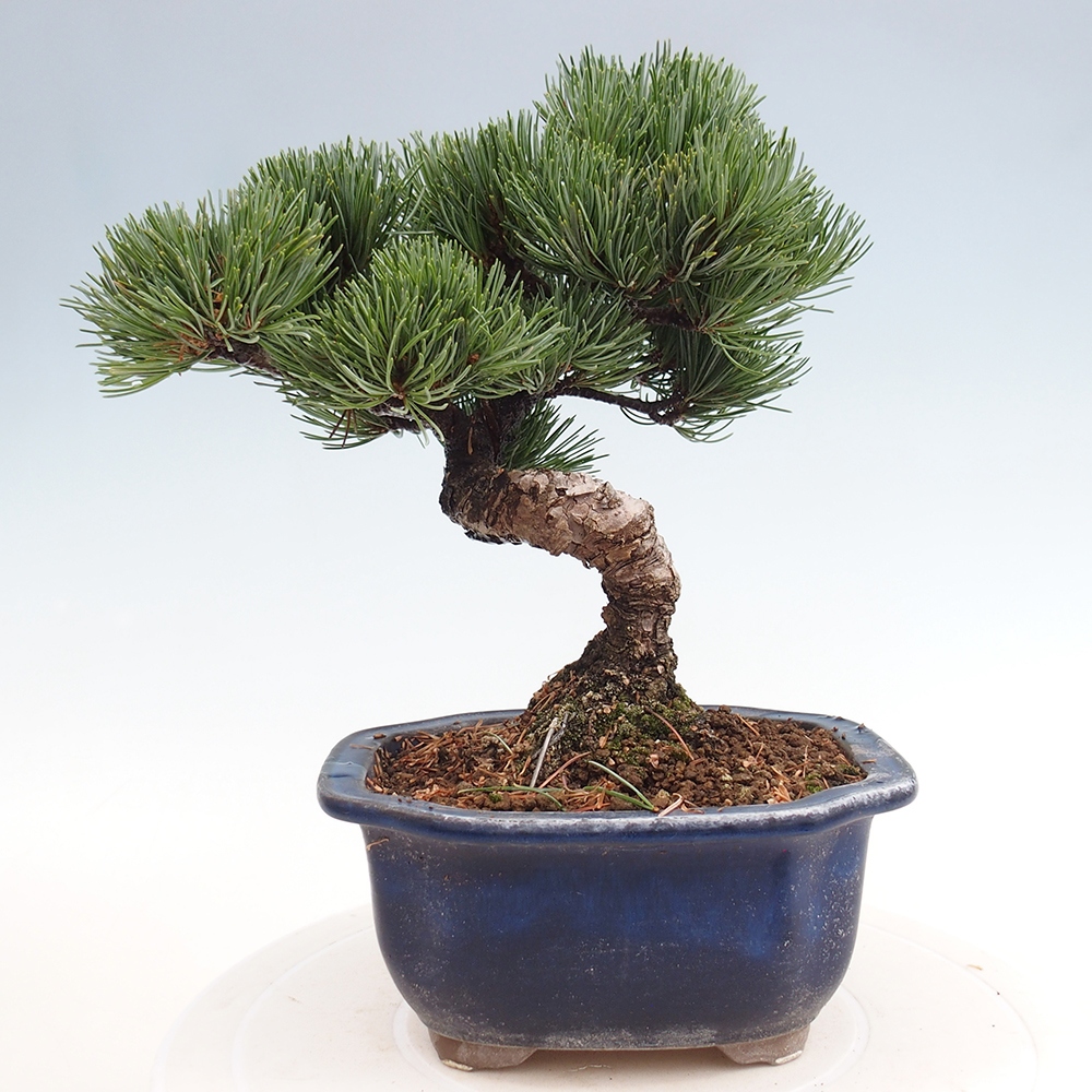 Bonsai im Freien - Pinus parviflora - kleine Kiefer