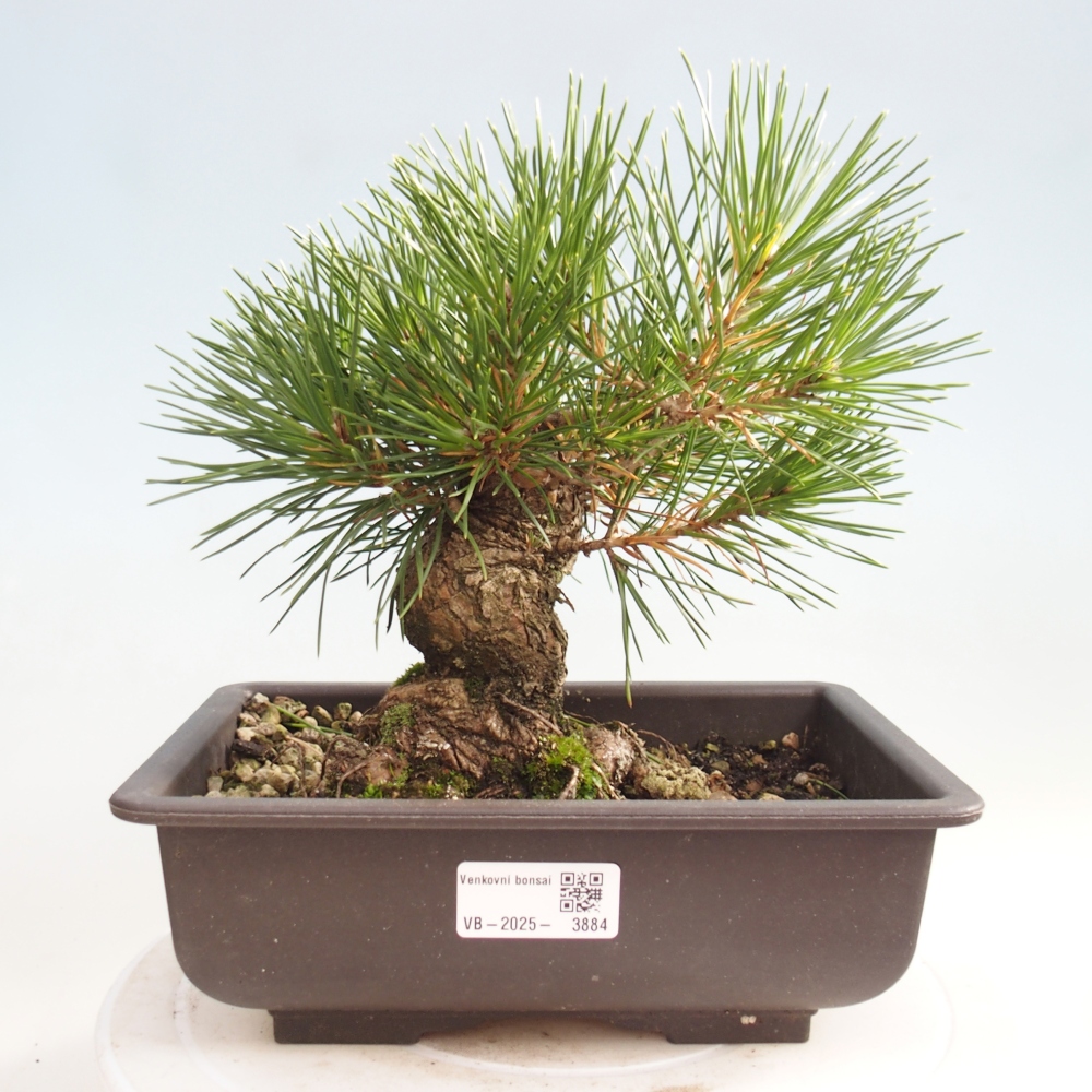 Bonsai für draußen - Pinus thunbergii - Thunberg-Kiefer