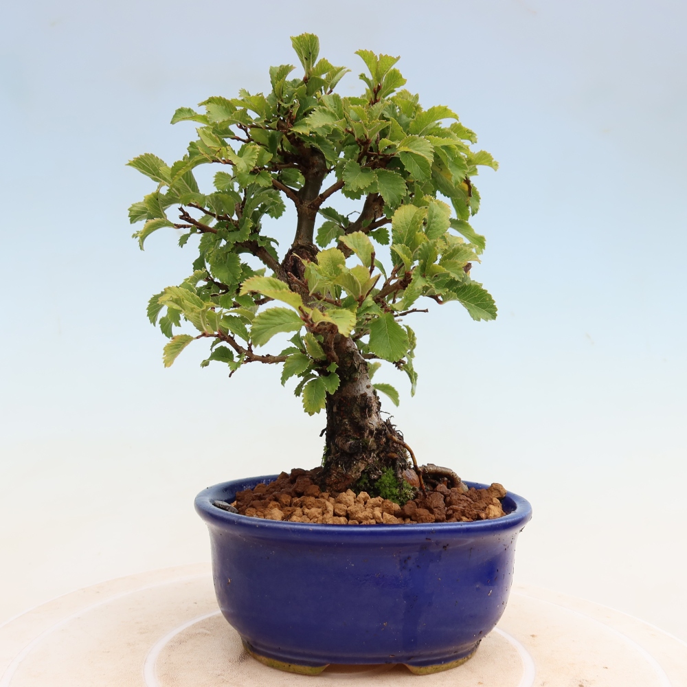 Bonsai für draußen - Zelkova - Zelkova NIRE