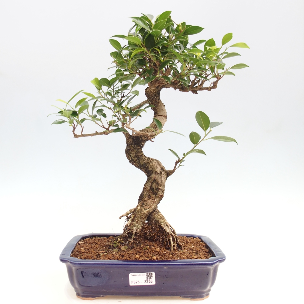 Zimmerbonsai - Ficus kimmen - kleinblättriger Ficus