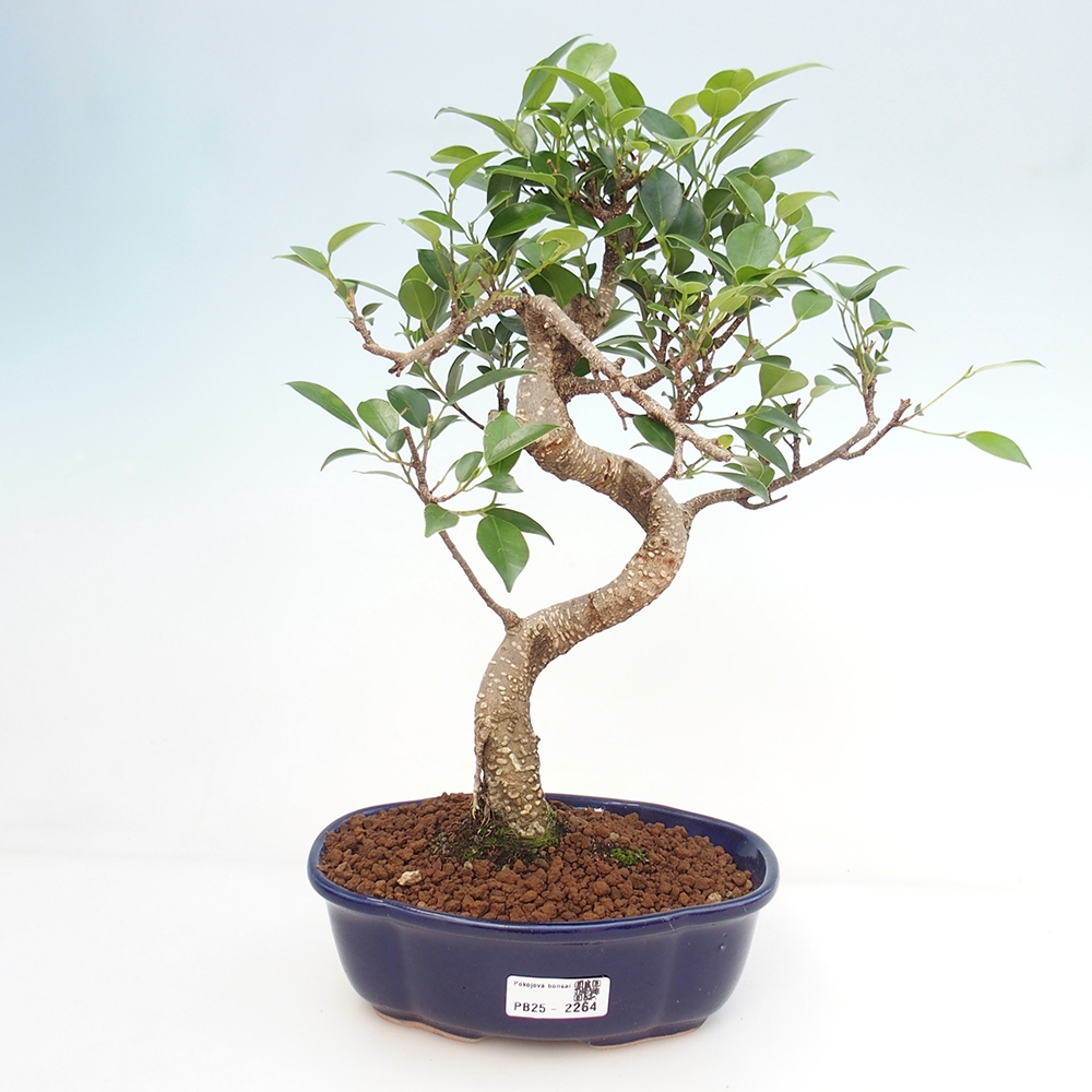 Indoor-Bonsai - Ficus retusa - kleiner Ficus