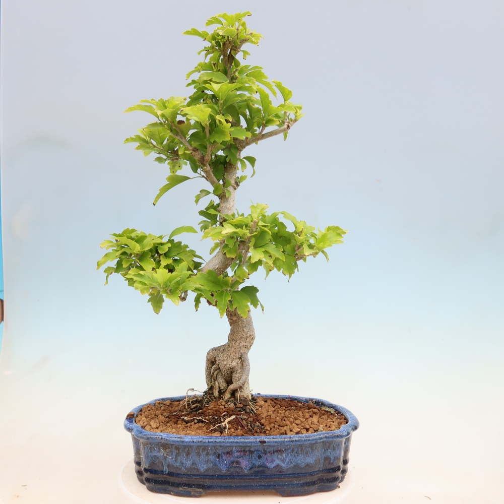 Bonsai für den Außenbereich – Hibiscus syriacus – Syrischer Hibiskus