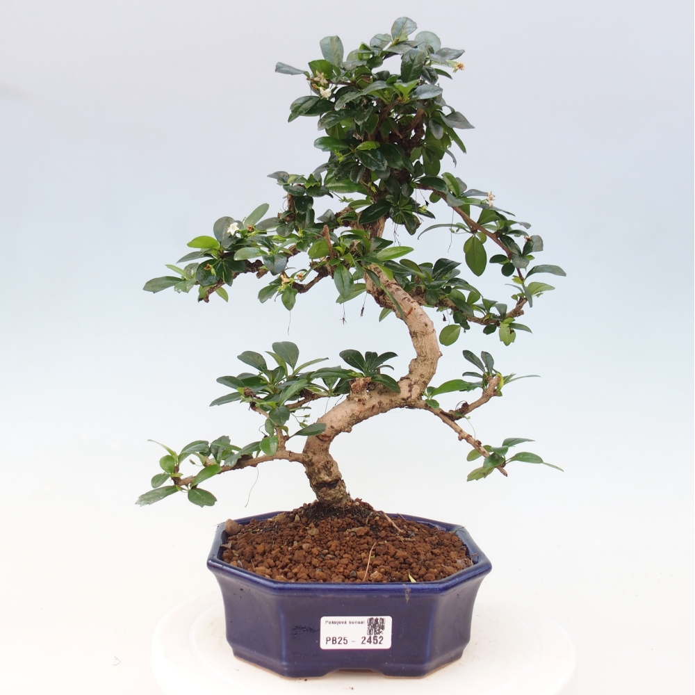 Zimmer Bonsai - Carmona macrophylla - Tea Fuki