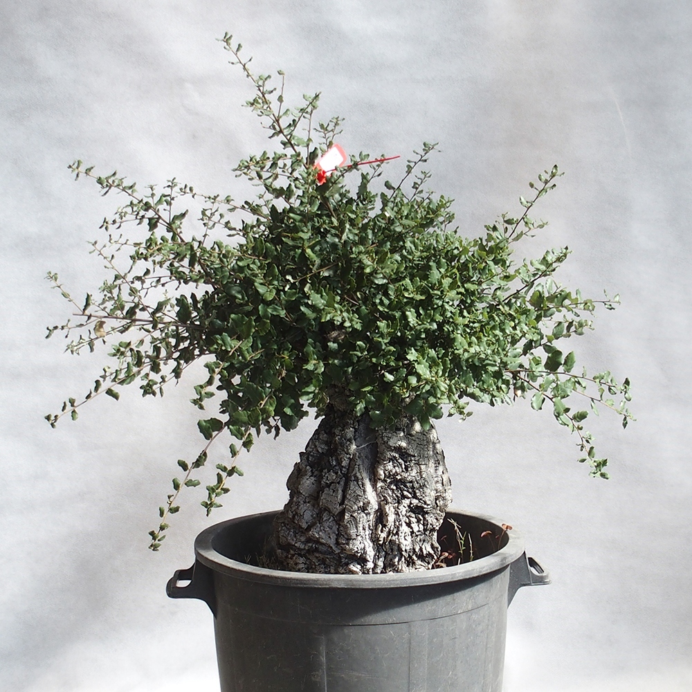 Outdoor-Bonsai Quercus suber - Kork-Eiche