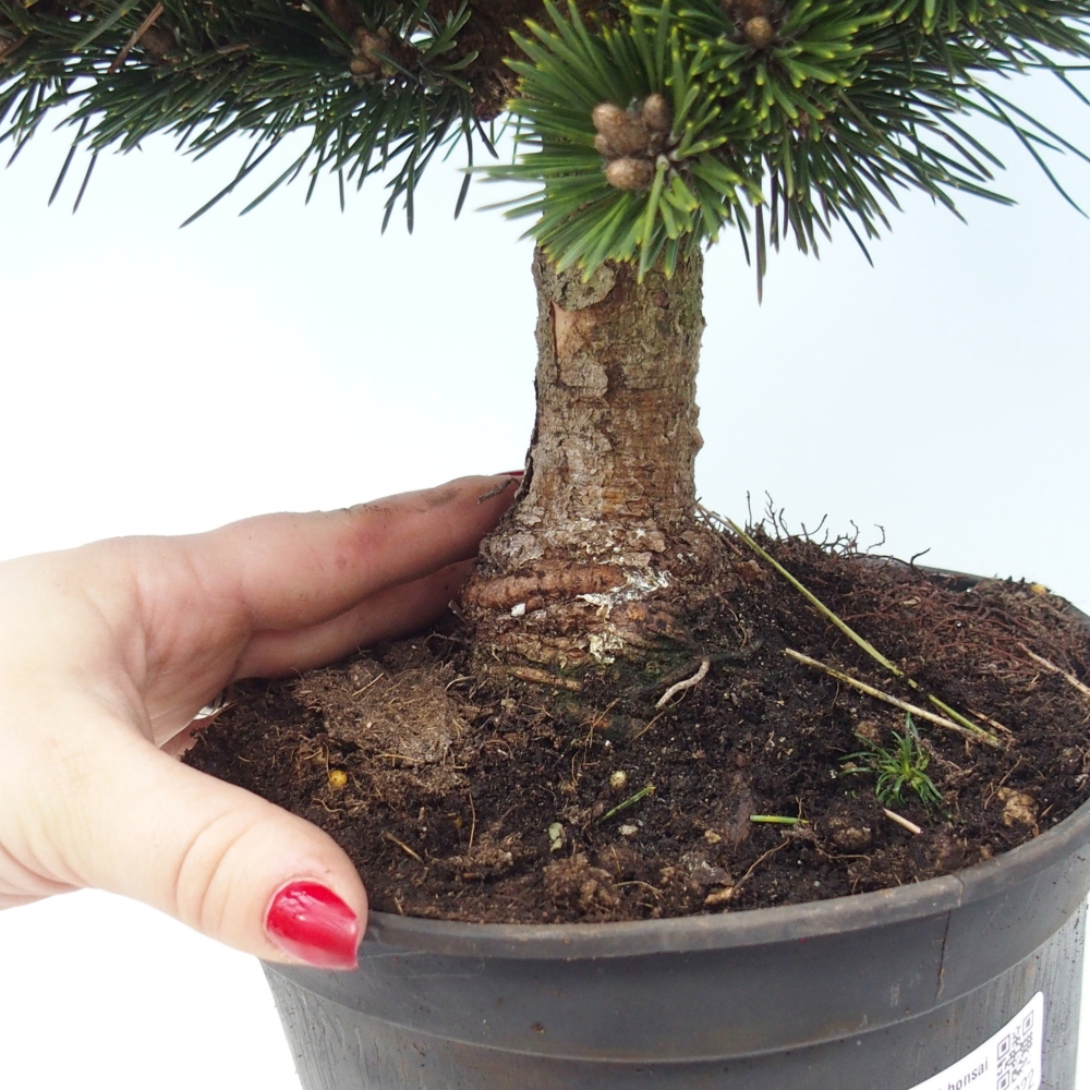 Bonsai für draußen - Pinus thunbergii senjyumaru - Thunberg-Kiefer