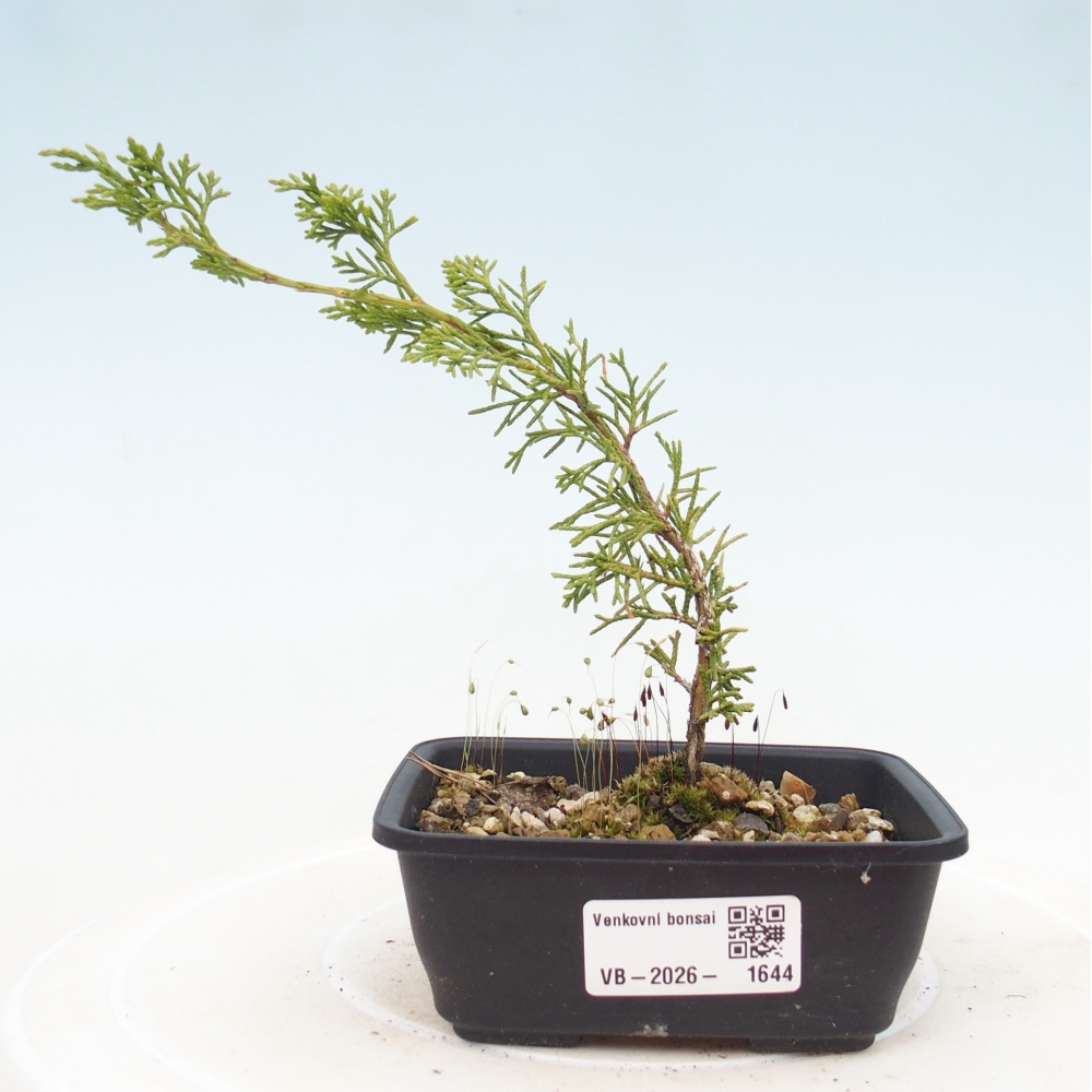 Bonsai für draußen - Juniperus chinensis Itoigawa