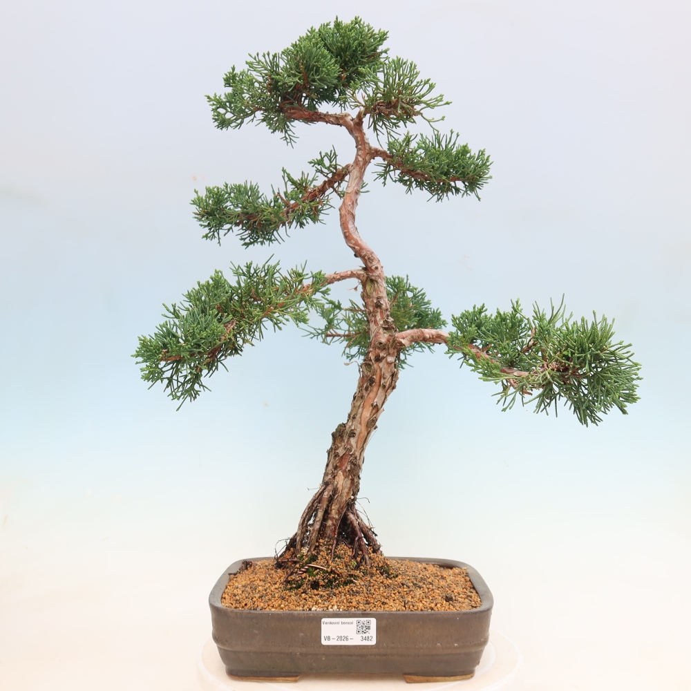 Bonsai für draußen - Juniperus chinensis Kishu