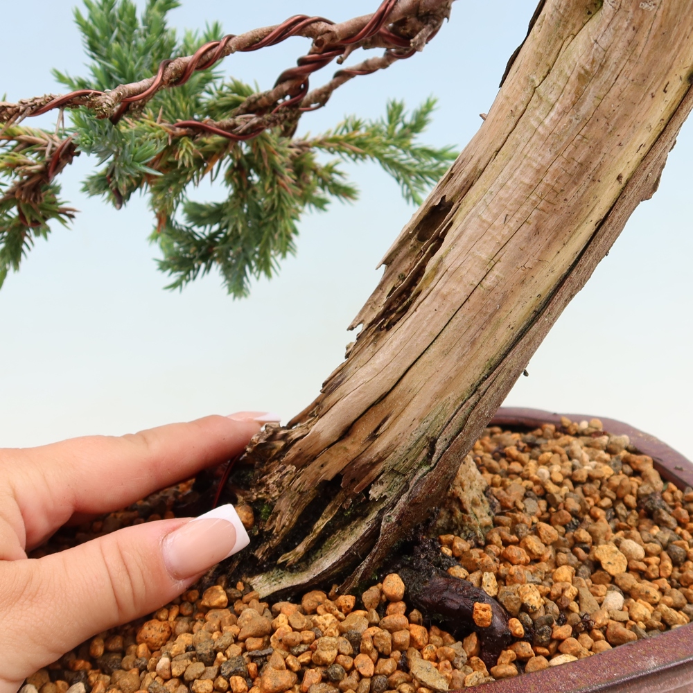 Bonsai für den Außenbereich – Juniperus squamata – Schuppiger Wacholder