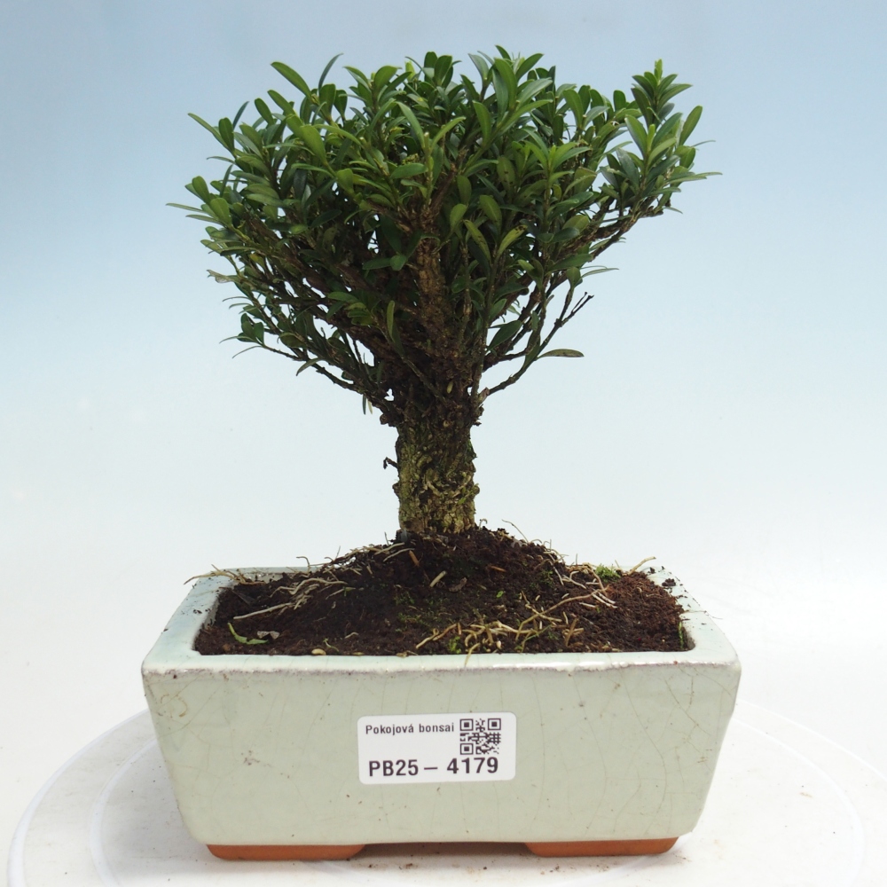 Zimmer Bonsai - Buxus harlandii - Korkbuxus