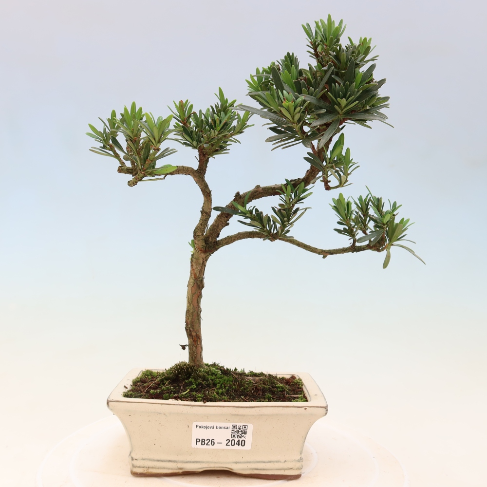 Zimmerbonsai - Podocarpus - Stein-Eibe