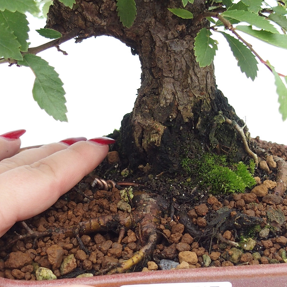 Bonsai im Freien - Zelkova - Zelkova serrata