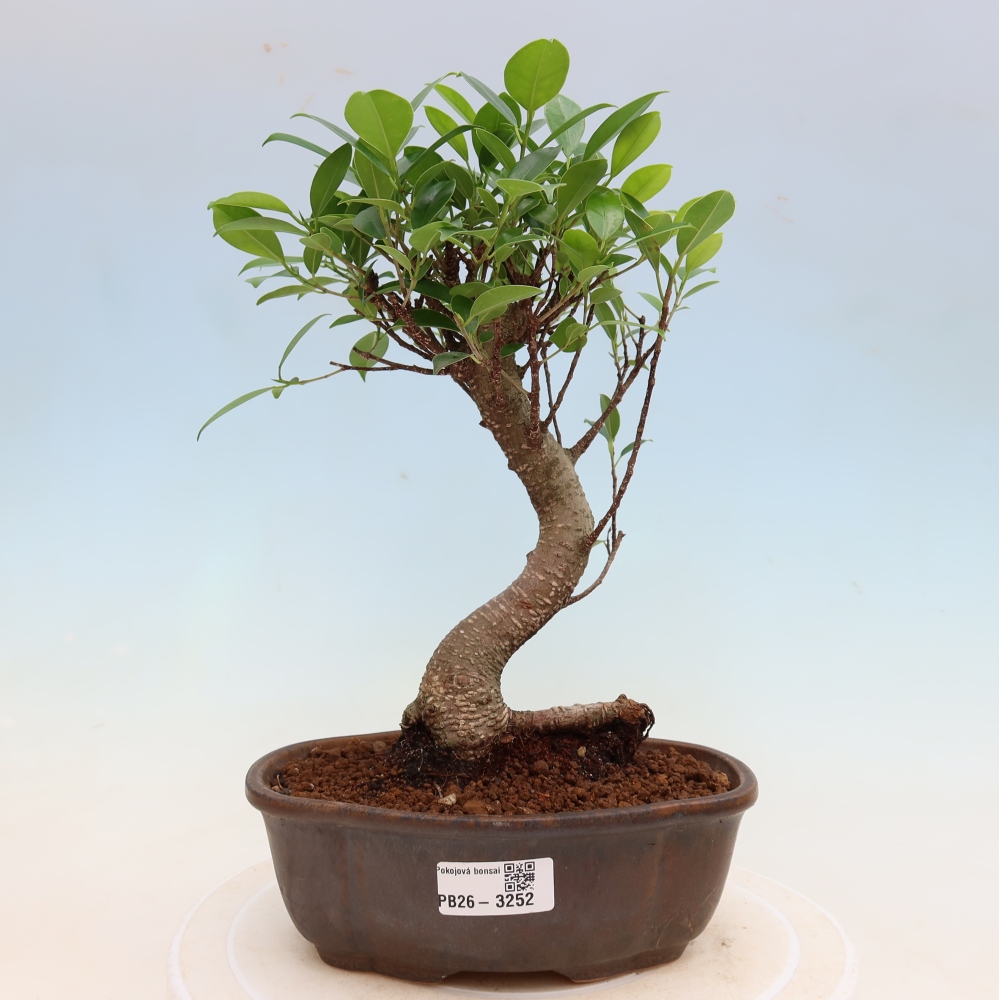 Zimmerbonsai - Ficus kimmen - Kleinblättriger Ficus