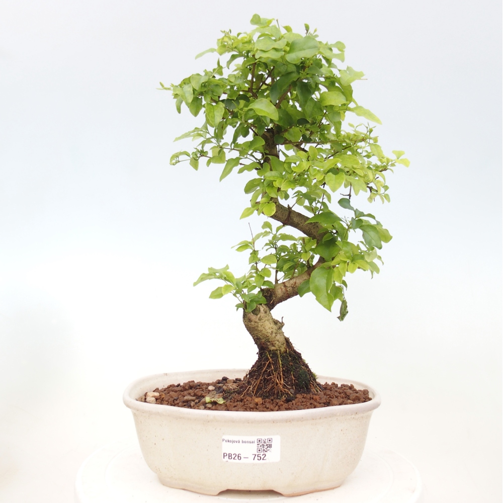 Indoor Bonsai -Ligustrum chinensis - Vogelschnabel