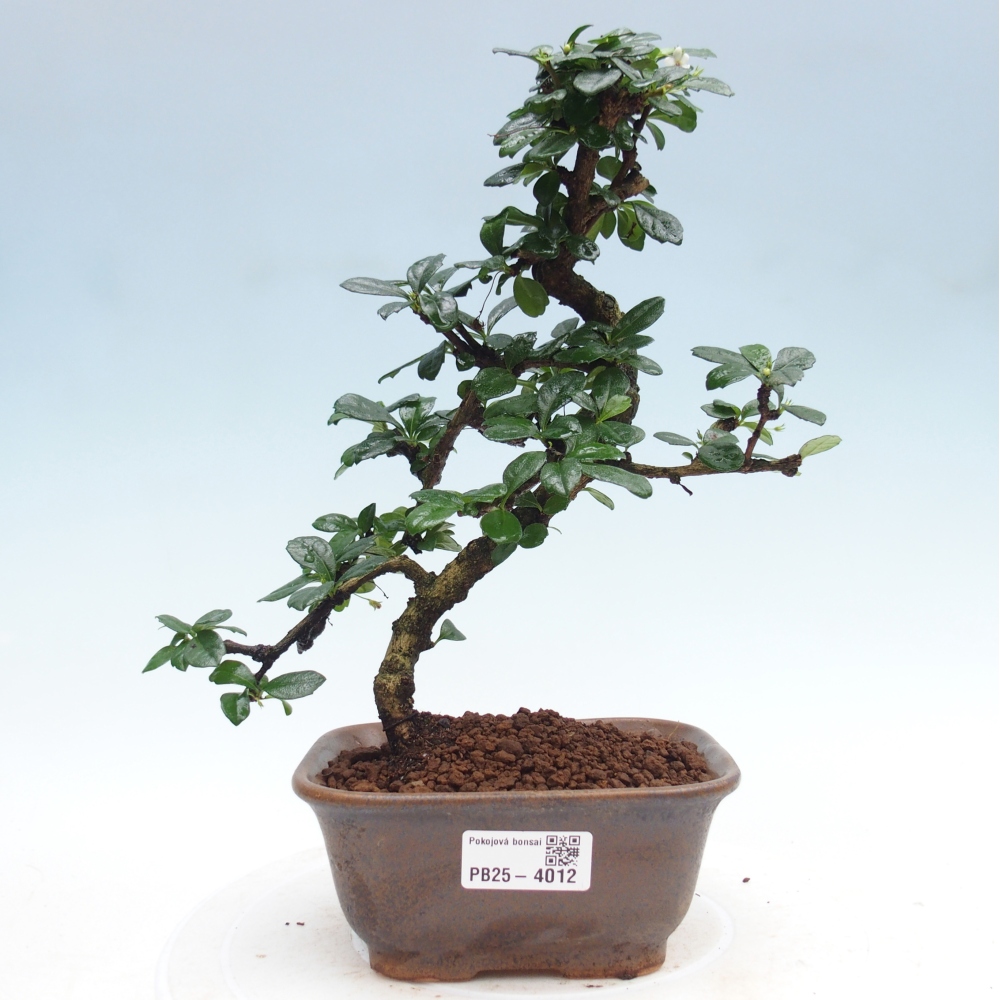 Zimmerbonsai - Carmona Macrophylla - Fuki-Tee