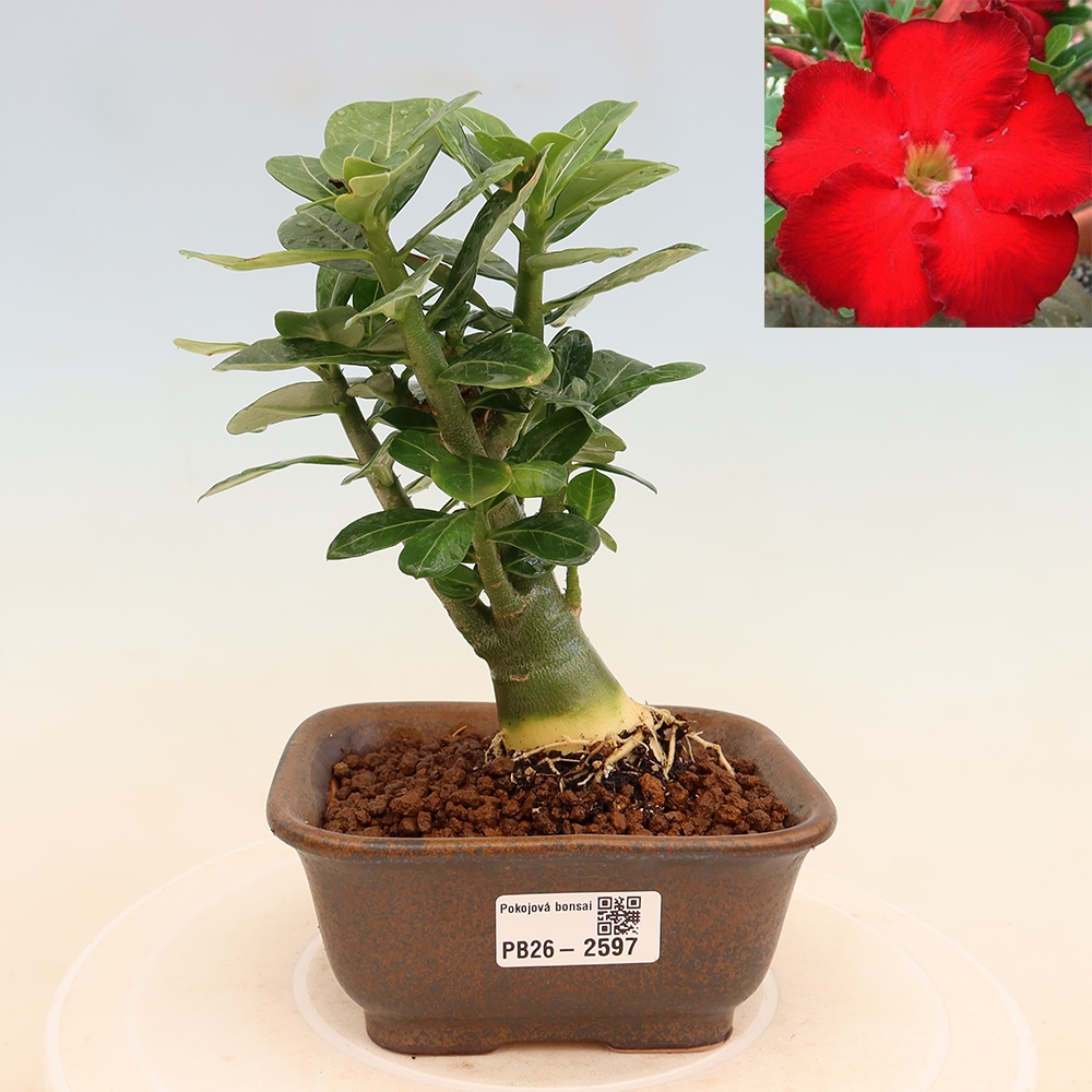 Zimmerbonsai – Adenium obesum „Red Star“ – Wüstenrose