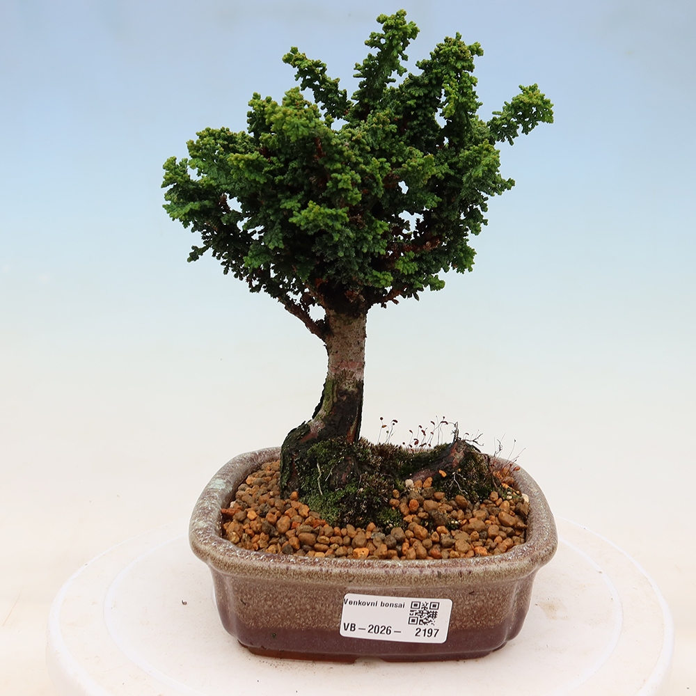 Bonsai für draußen - Cham. obtusa SEKKA HINOKI - Zypresse