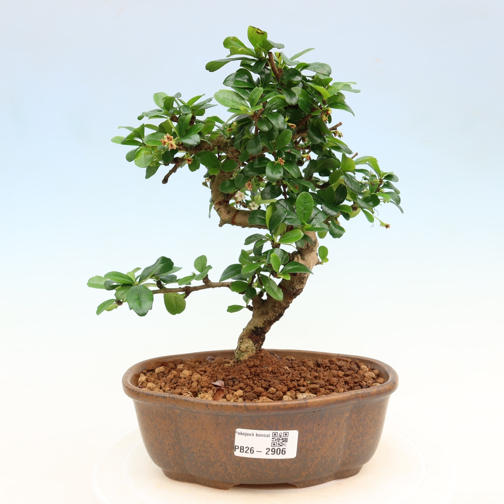 Zimmer-Bonsai - Carmona macrophylla - Tee-Fuki