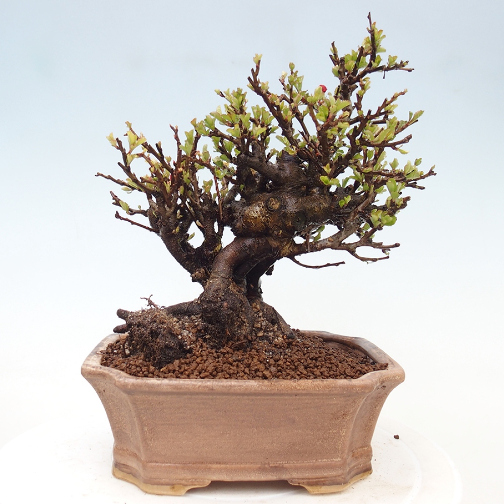 Bonsai für draußen - Chaneomeles speciosa - Quitte