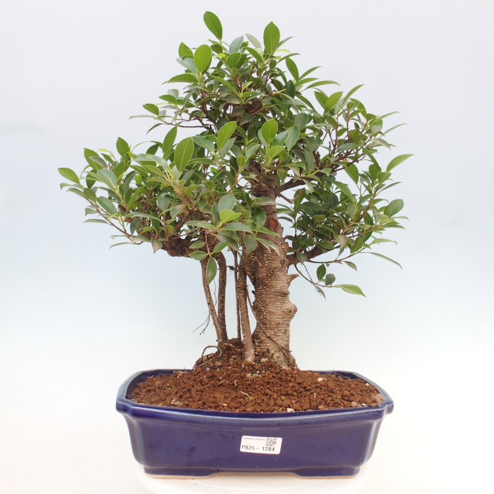Zimmerbonsai - Ficus kimmen - kleinblättriger Ficus