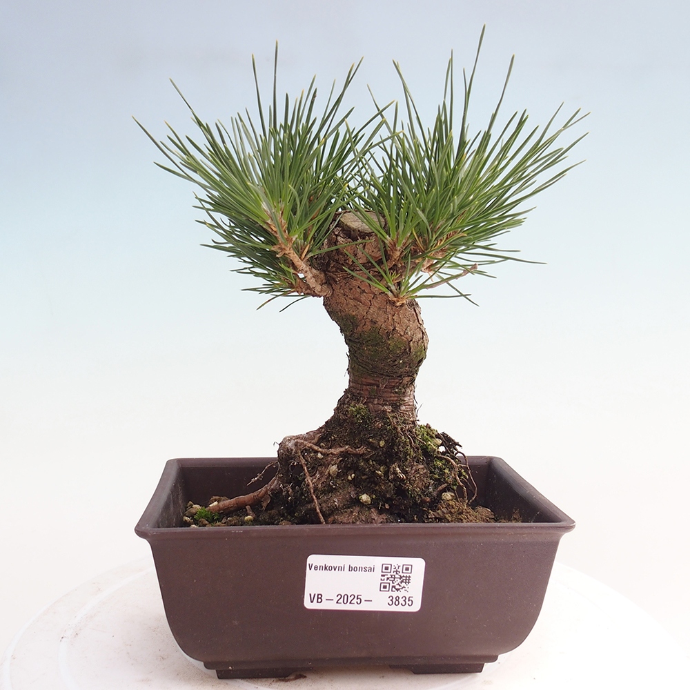 Bonsai für draußen - Pinus thunbergii - Thunberg-Kiefer