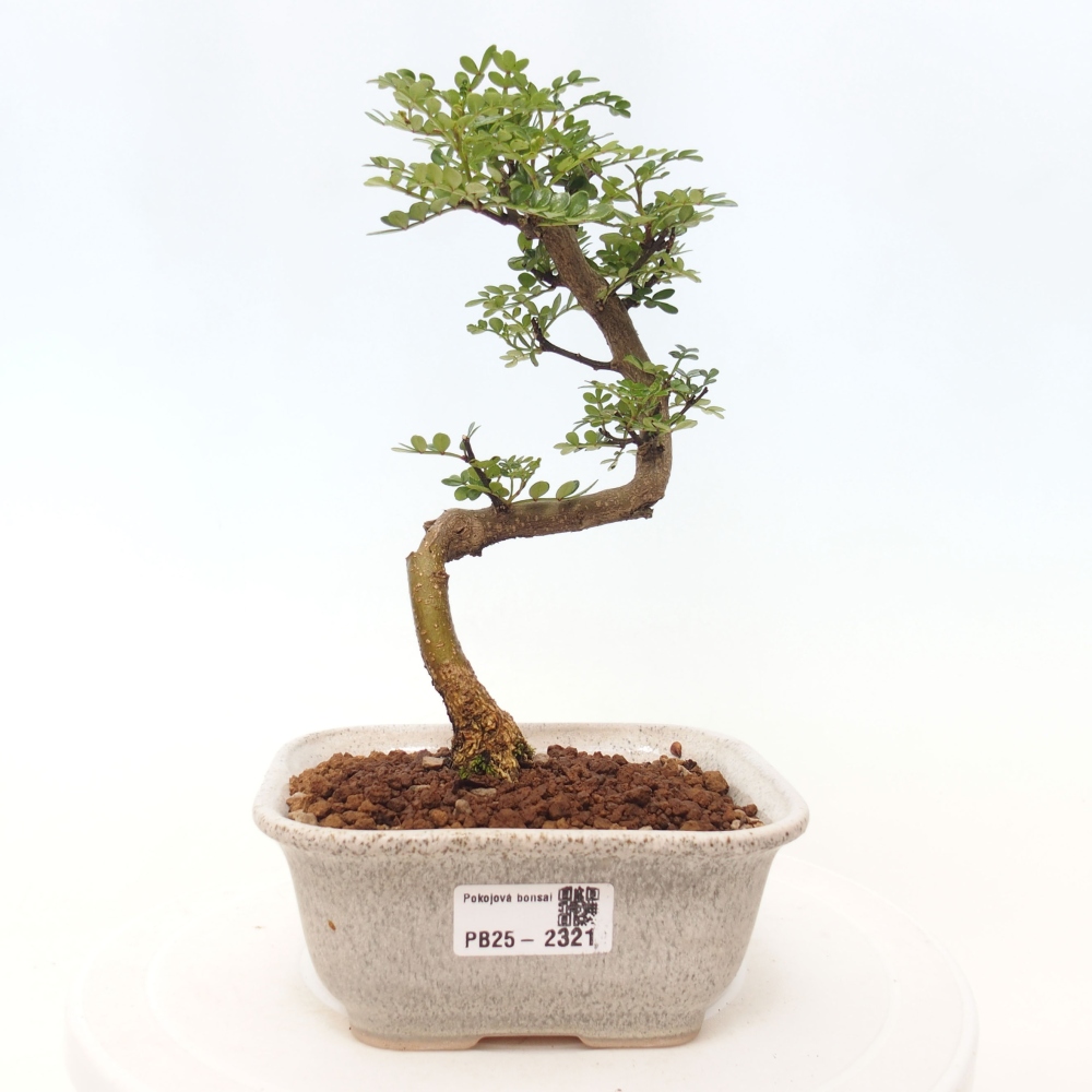 Zimmerbonsai - Zantoxylum piperitum - Pfefferminze