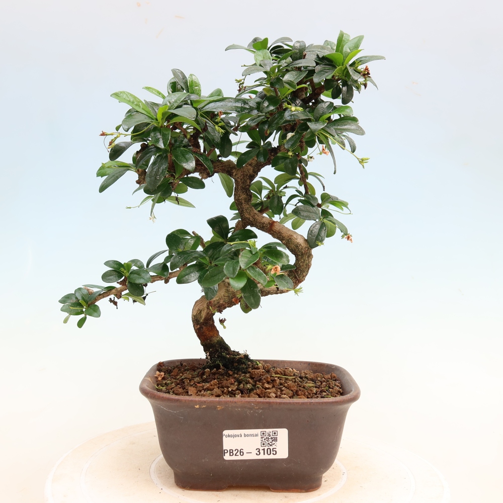 Zimmer-Bonsai - Carmona macrophylla - Tee-Fuki