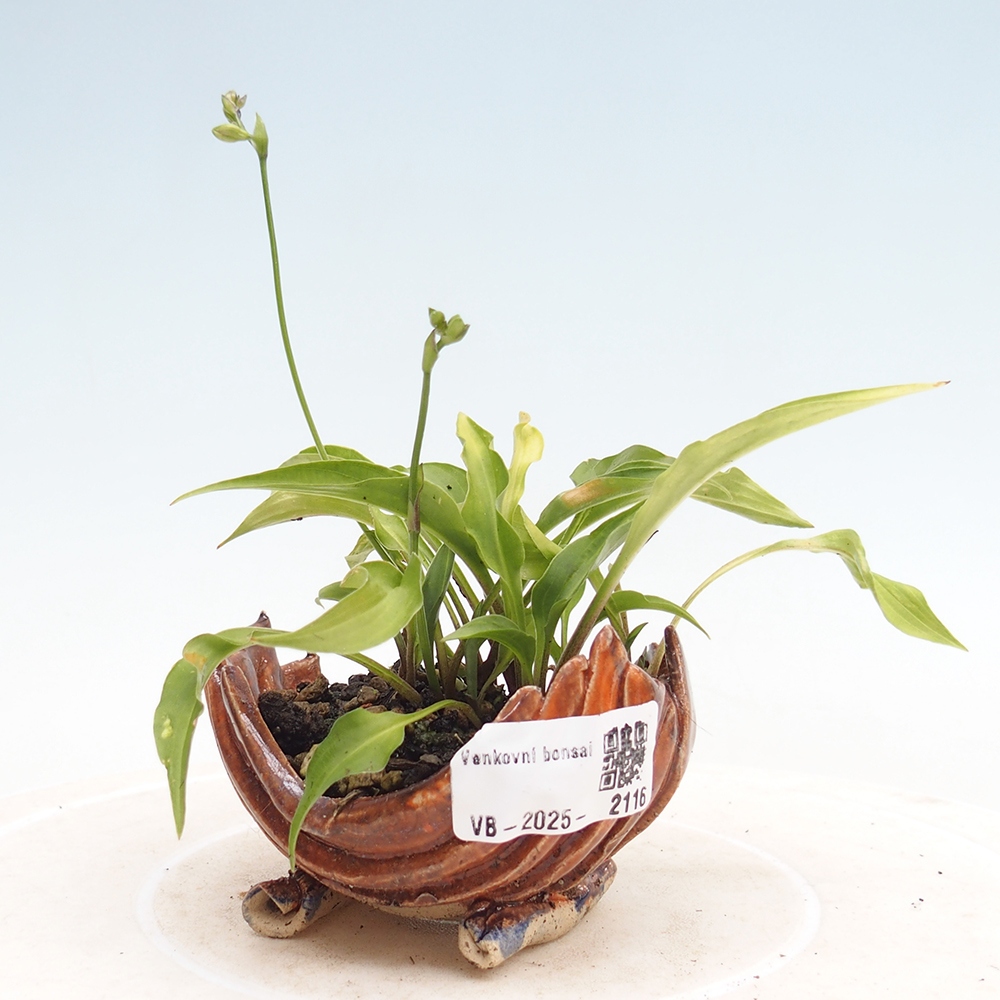 Bonsai im Freien - Mini Hosta - Göttin
