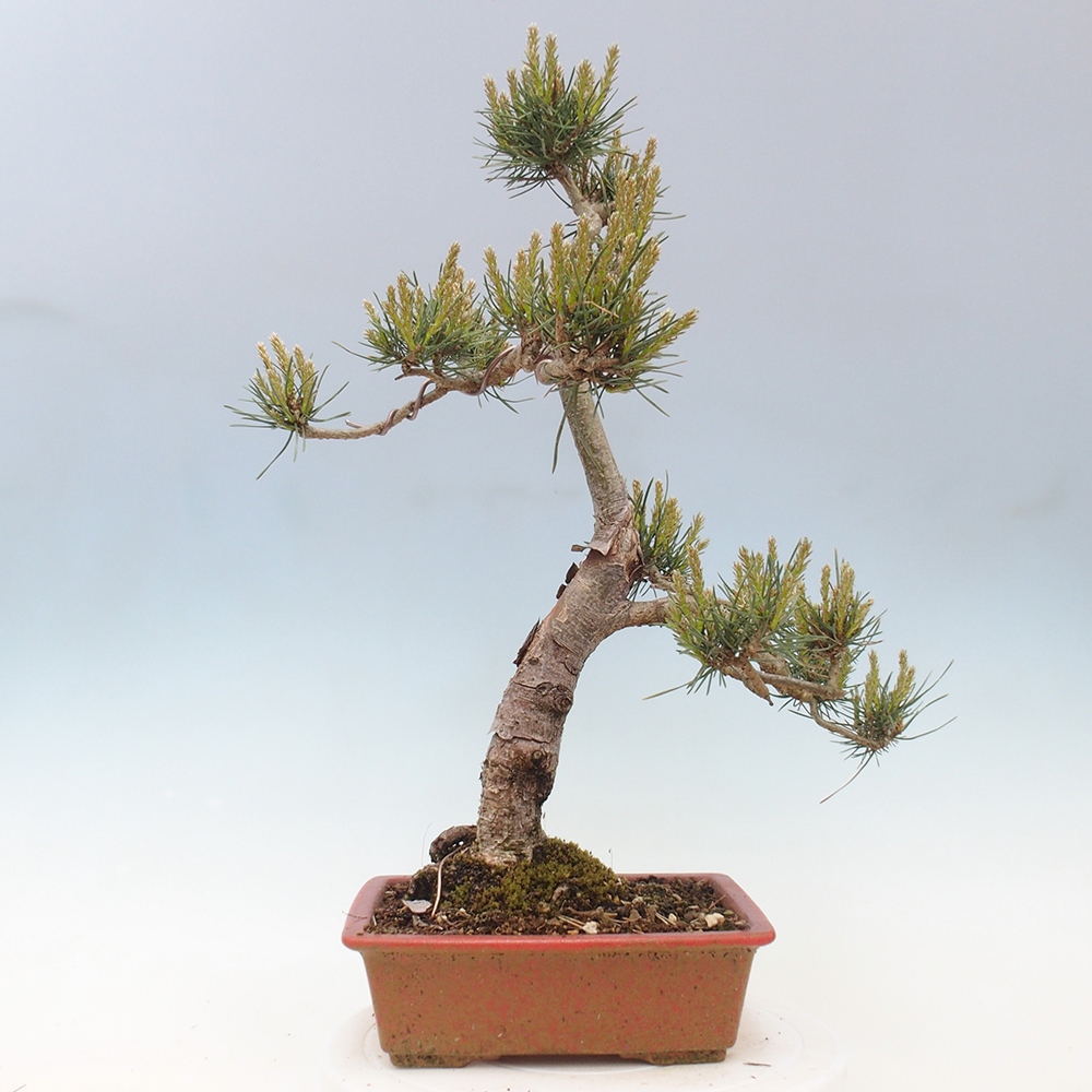 Bonsai im Freien - Pinus Sylvestris - Waldkiefer